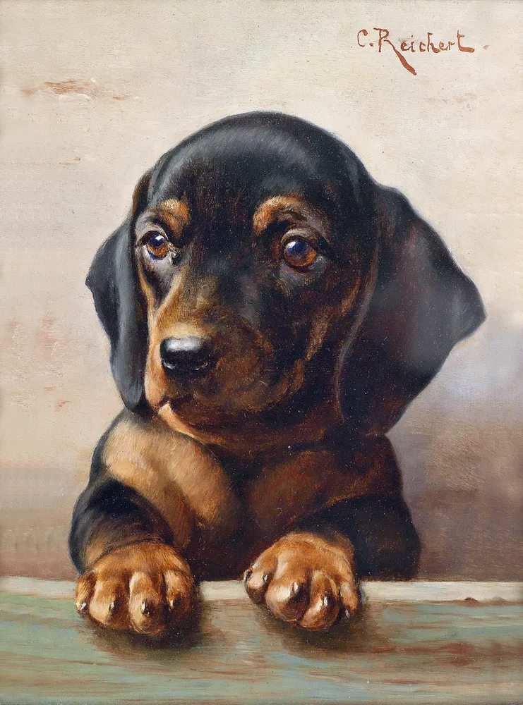 Young dachshund by Carl Reichert